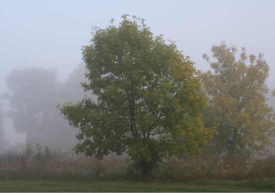 F-Stop 2024 photo contest entry: Foggy Morning at County Park by Vicky Redlin
