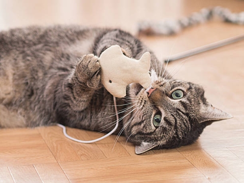Tabby cat playing with fabric cat toy