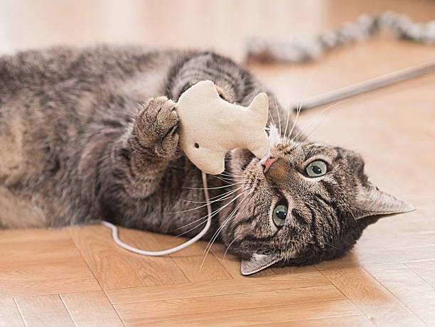 Tabby cat playing with fabric cat toy